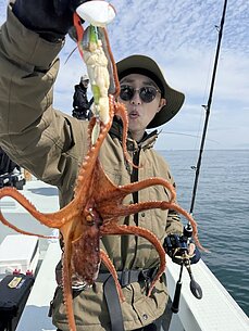 マダコのイメージ