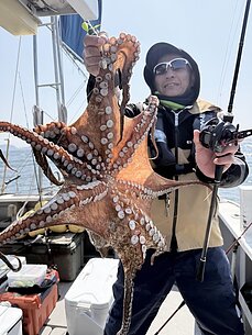 マダコのイメージ