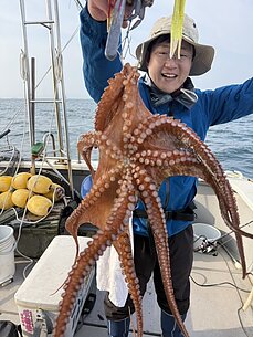 マダコのイメージ