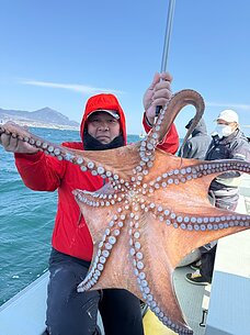 マダコのイメージ