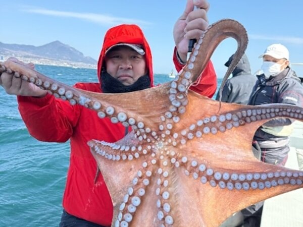 マダコ釣れだしました！の画像