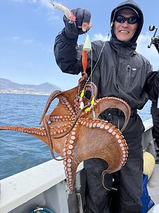 マダコのイメージ