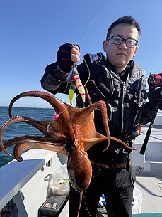 マダコのイメージ