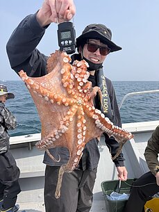 マダコのイメージ