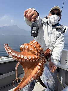 マダコのイメージ