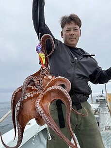 マダコのイメージ