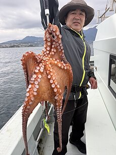 マダコのイメージ