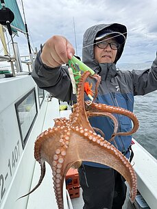 マダコのイメージ