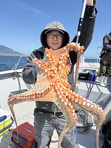 マダコのイメージ