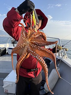 マダコのイメージ