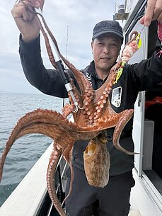 マダコのイメージ