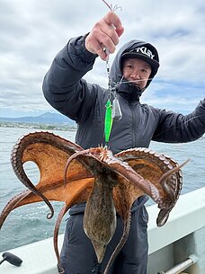 マダコのイメージ