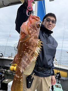 マダコ・遠征真鯛根魚のイメージ