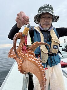 マダコのイメージ