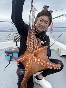 マダコのイメージ