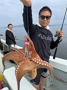 マダコ