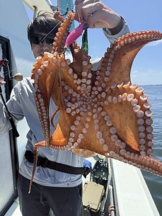 マダコのイメージ