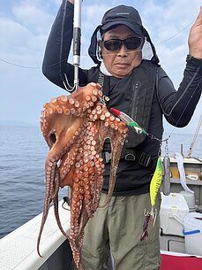 マダコのイメージ